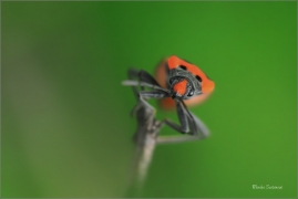 <p>PLOŠTIČKA PESTRÁ (Lygaeus equestris) jižní Morava ----/Black-and-Red-bug - Ritterwanze/</p>